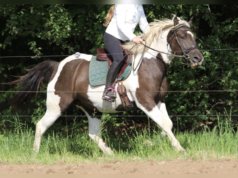 Curly horse Mare 7 years 15,1 hh Black in Yseure