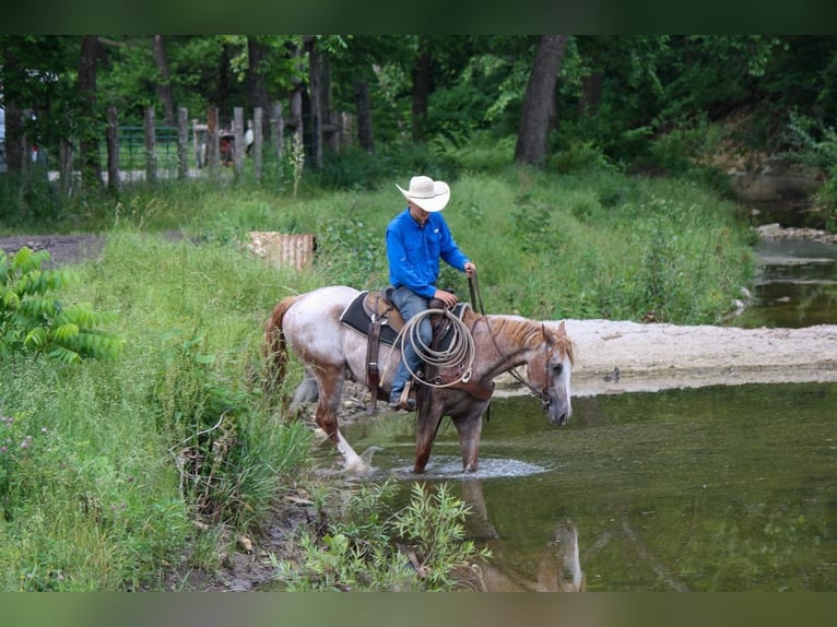 Curly horse Mare 7 years 15 hh Chestnut-Red in Owensville