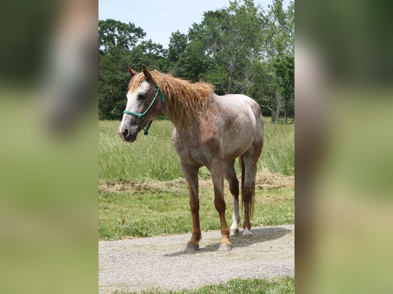 Curly horse Mare 7 years 15 hh Chestnut-Red in Owensville