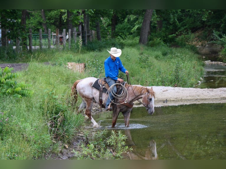 Curly horse Mare 7 years 15 hh Roan-Red in Owensville