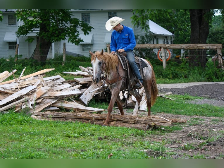 Curly horse Mare 7 years 15 hh Roan-Red in Owensville