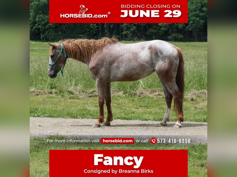 Curly horse Mare 7 years 15 hh Roan-Red in Owensville