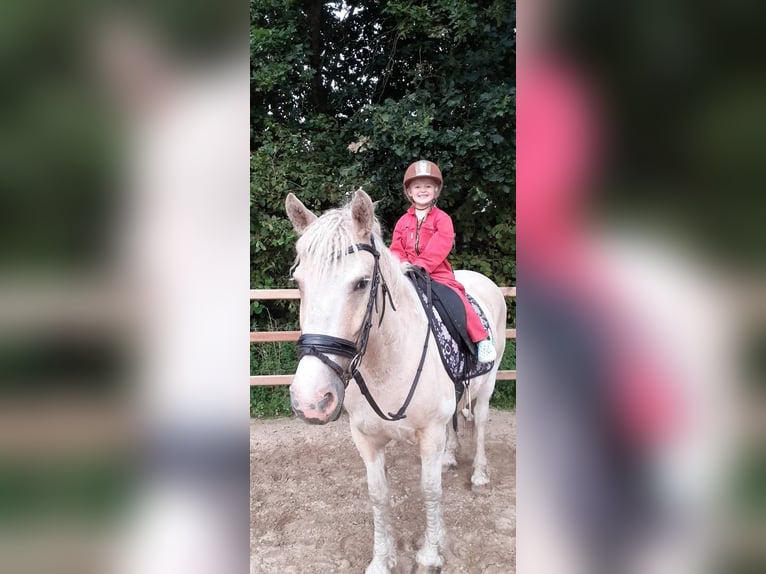 Curly horse Mare 8 years 14.2 hh Palomino in Ruinen