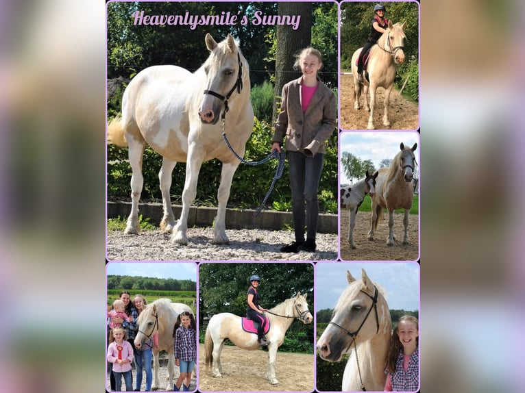 Curly horse Mare 8 years 14.2 hh Palomino in Ruinen