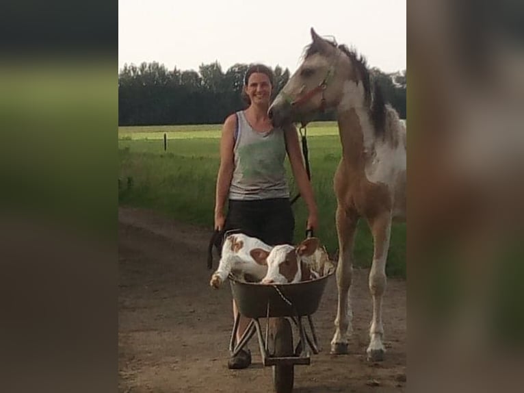 Curly horse Mare 8 years 15.2 hh Dun in Ruinenruinen