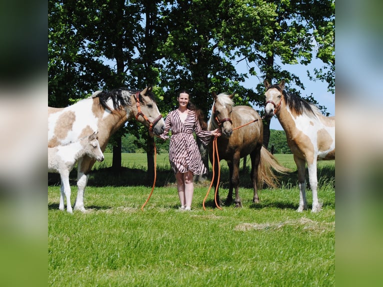 Curly horse Mare 8 years 15,2 hh Dun in Ruinenruinen