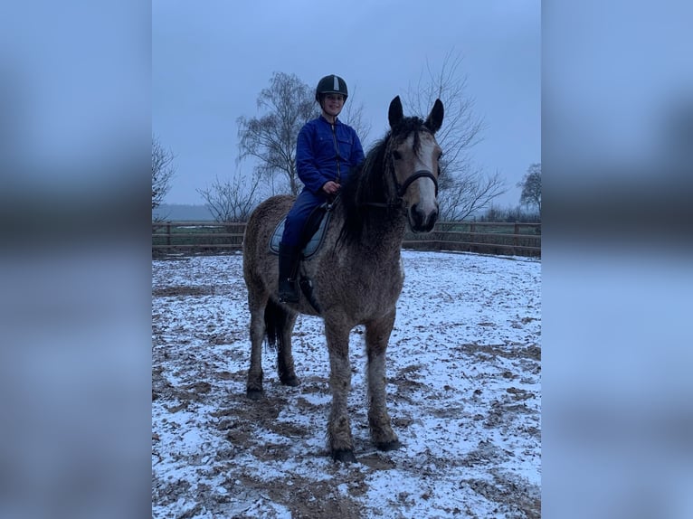 Curly horse Mare 8 years 15,2 hh Dun in Ruinenruinen