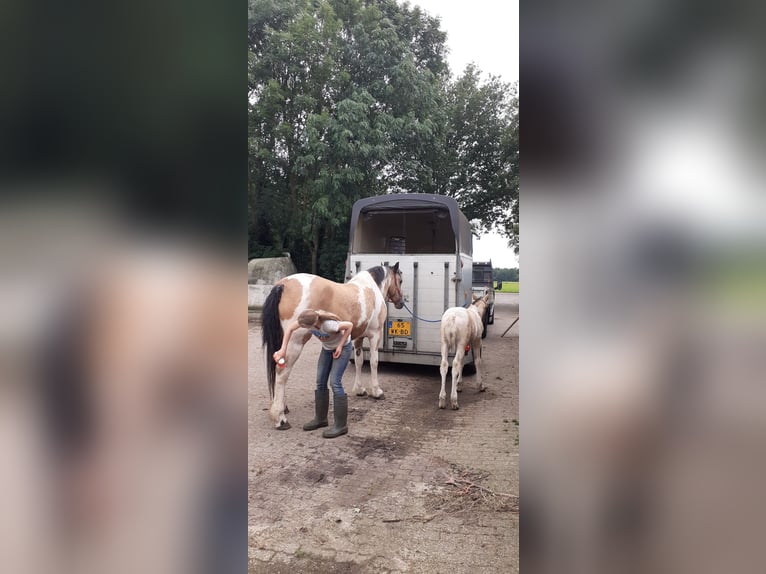 Curly horse Mare 8 years 15,2 hh Dun in Ruinenruinen