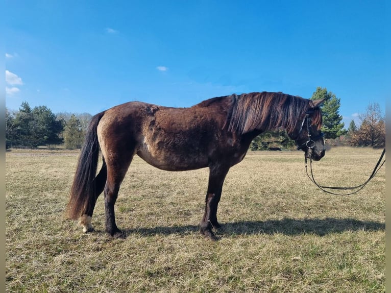 Curly horse Mix Mare 9 years 13,1 hh Dun in Oranienburg