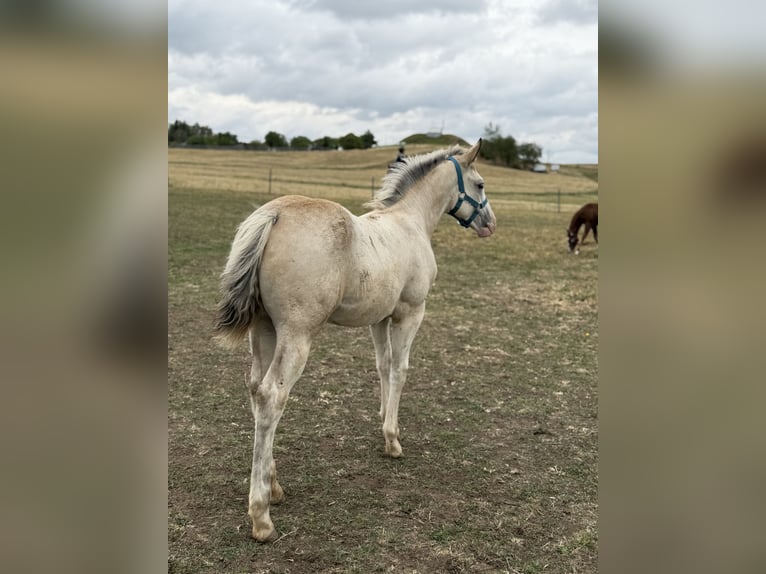 Curly horse Mix Mare Foal (04/2026) 15.2 hh Buckskin in Prague
