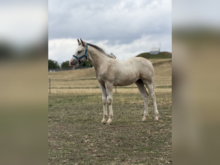 Curly horse Mix Mare Foal (04/2026) 15.2 hh Buckskin in Prague
