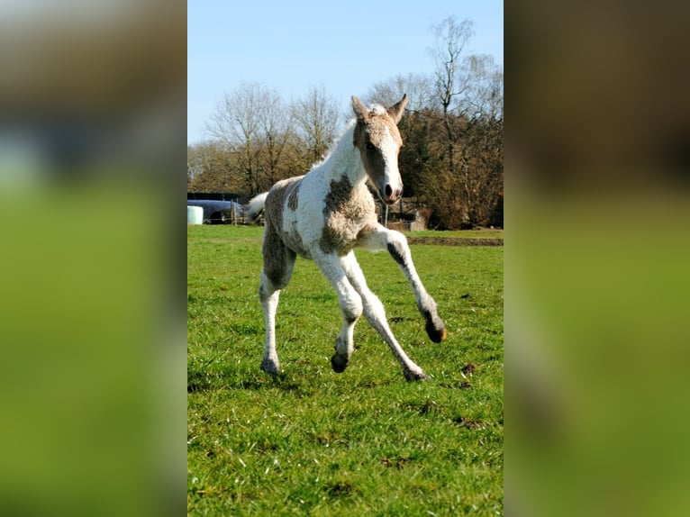 Curly horse Mare Foal (03/2026) 15.2 hh Dun in Ruinen