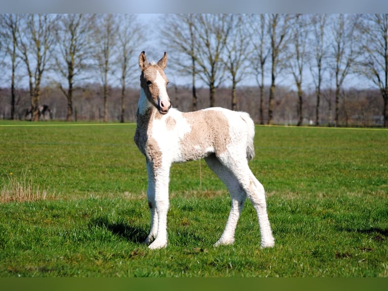 Curly horse Mare Foal (03/2026) 15.2 hh Dun in Ruinen