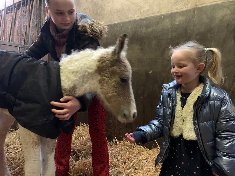 Curly horse Mare Foal (03/2026) 15,2 hh Dun in Ruinen