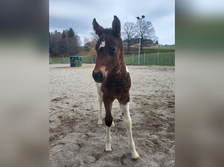 Curly horse Mix Mare Foal (02/2026) 16 hh Pinto in Alterswil FR