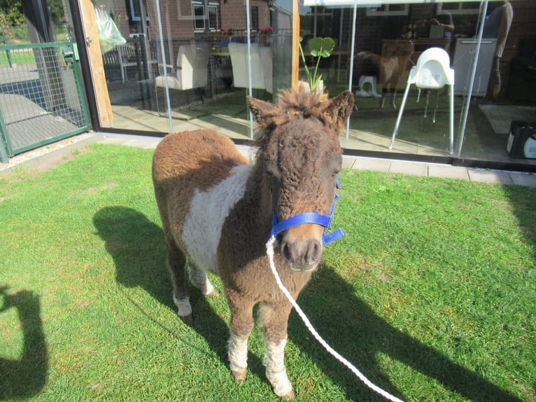Curly horse Mare Foal (05/2026)  in Neerkant