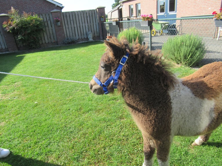 Curly horse Mare Foal (05/2026)  in Neerkant
