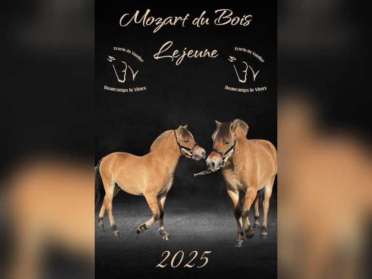 Curly horse Mix Mare Foal (05/2026) Palomino in Auvillars