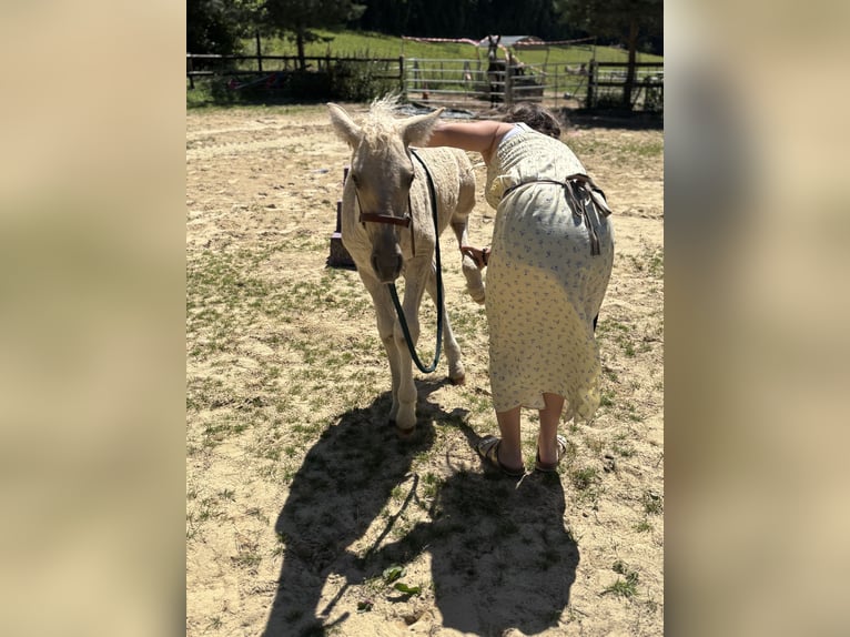 Curly horse Mix Mare Foal (05/2026) Palomino in Auvillars