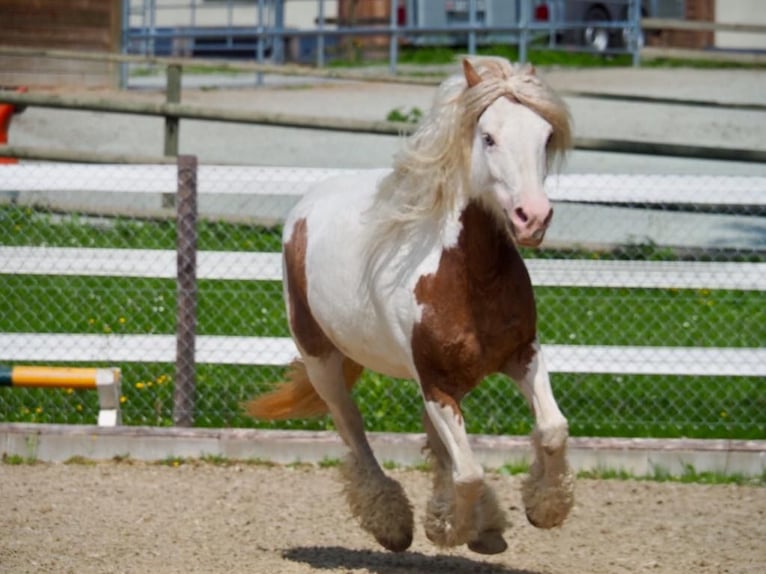 Curly Horse Merrie 10 Jaar 145 cm Gevlekt-paard in Pfunds