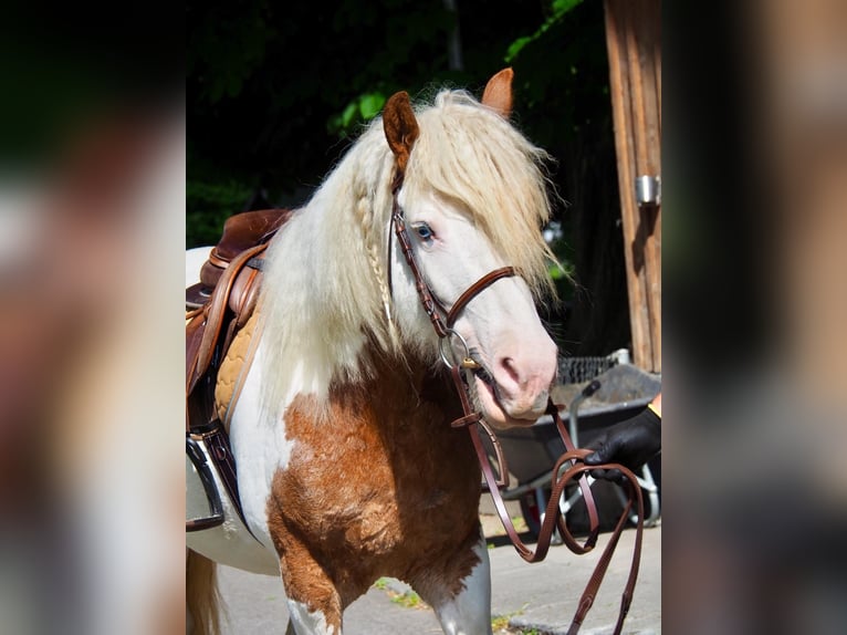 Curly Horse Merrie 10 Jaar 145 cm Gevlekt-paard in Pfunds