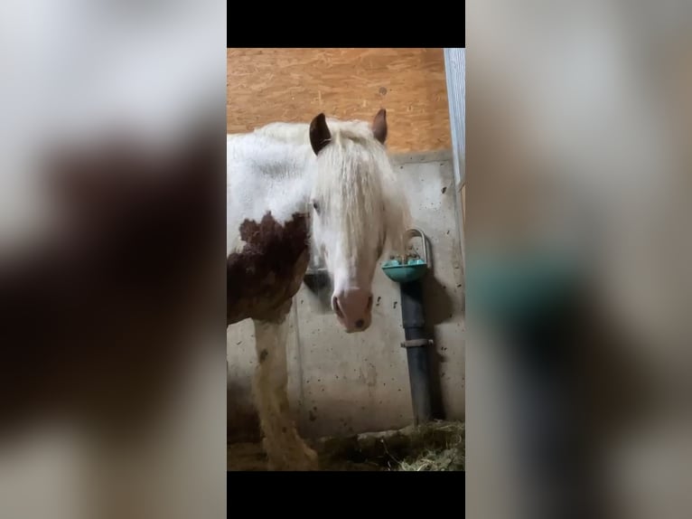 Curly Horse Merrie 10 Jaar 145 cm in Kärnten