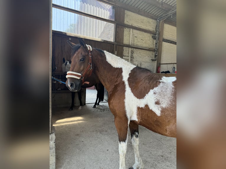 Curly Horse Merrie 11 Jaar 158 cm Gevlekt-paard in Gro&#xDF;ensee