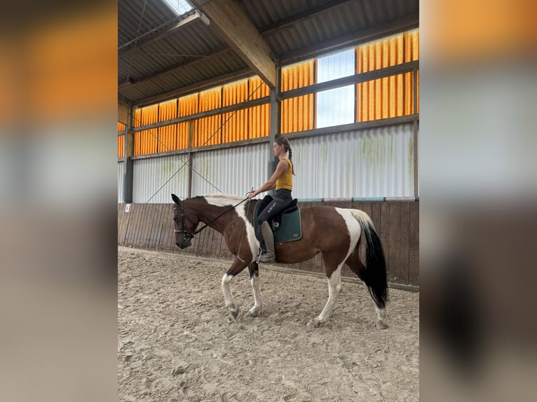 Curly Horse Merrie 11 Jaar 158 cm Gevlekt-paard in Gro&#xDF;ensee