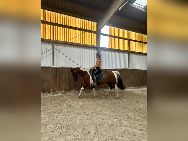 Curly Horse Merrie 11 Jaar 158 cm Gevlekt-paard in Gro&#xDF;ensee
