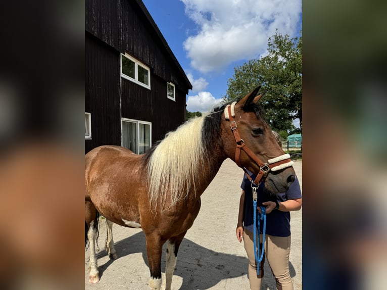 Curly Horse Merrie 11 Jaar 158 cm Gevlekt-paard in Gro&#xDF;ensee