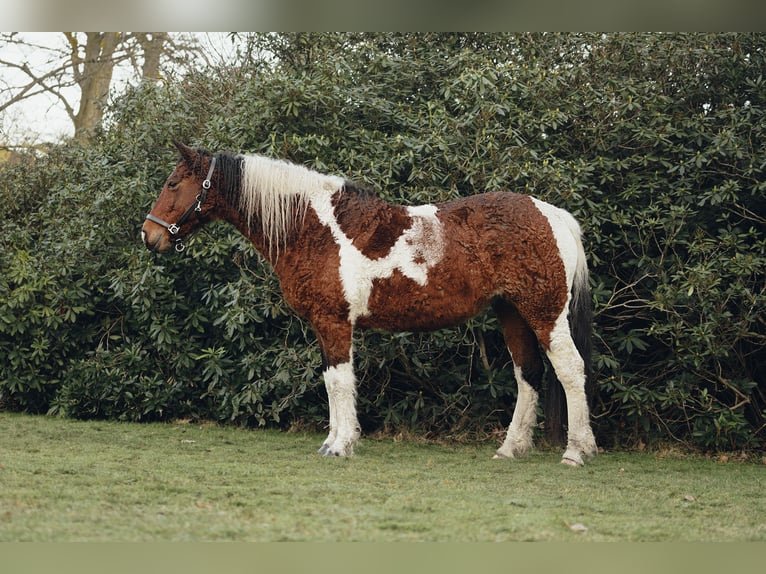 Curly Horse Merrie 11 Jaar 158 cm Tobiano-alle-kleuren in Friedrichsruh