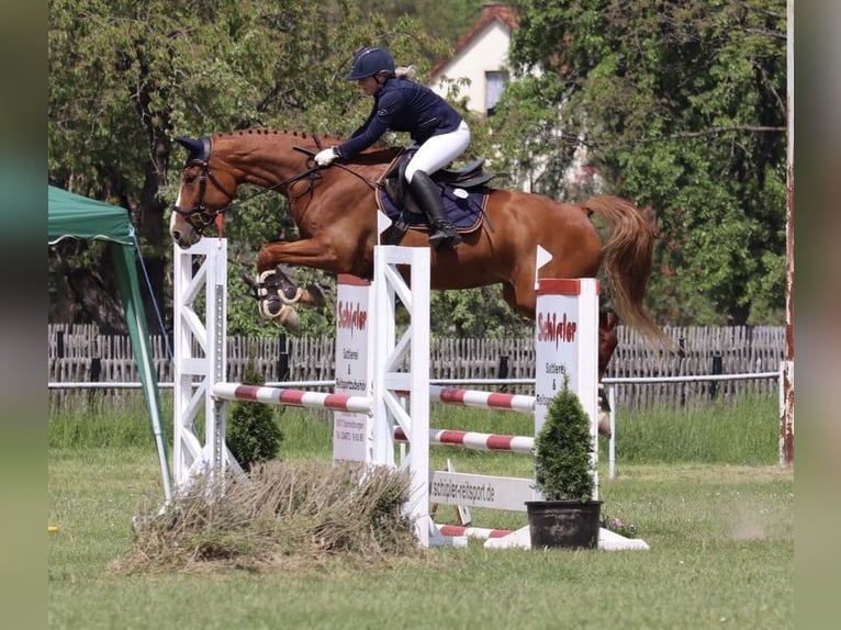 Curly Horse Merrie 11 Jaar 166 cm Vos in Jena