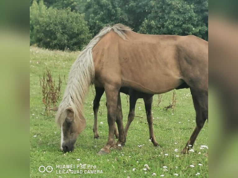 Curly Horse Merrie 13 Jaar 145 cm in BETTELDORF