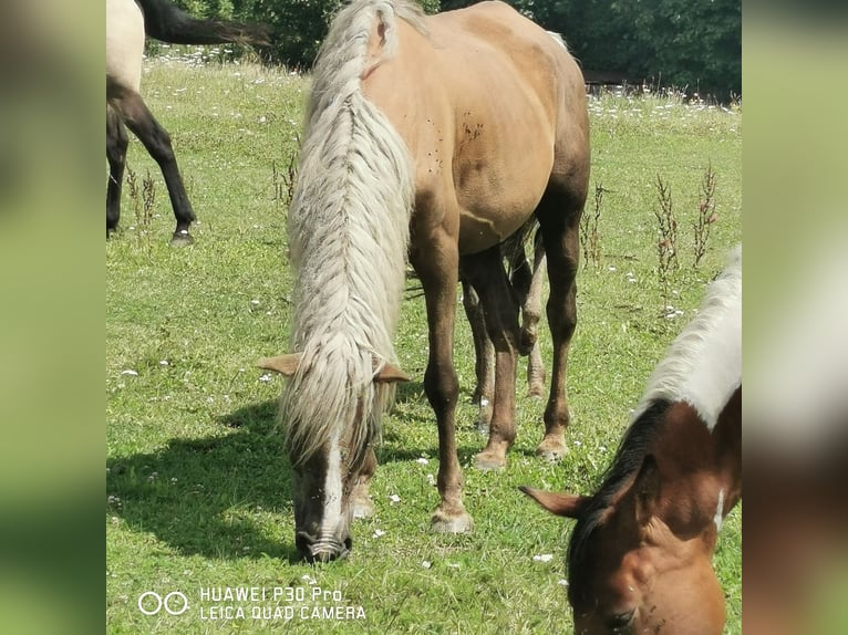 Curly Horse Merrie 13 Jaar 145 cm in BETTELDORF