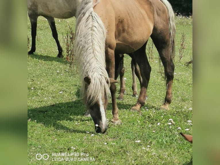 Curly Horse Merrie 13 Jaar 145 cm in BETTELDORF