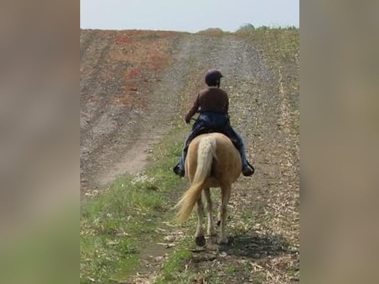 Curly Horse Merrie 15 Jaar 152 cm Palomino in Frankford, ON