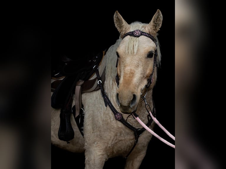 Curly Horse Merrie 15 Jaar 152 cm Palomino in Frankford, ON