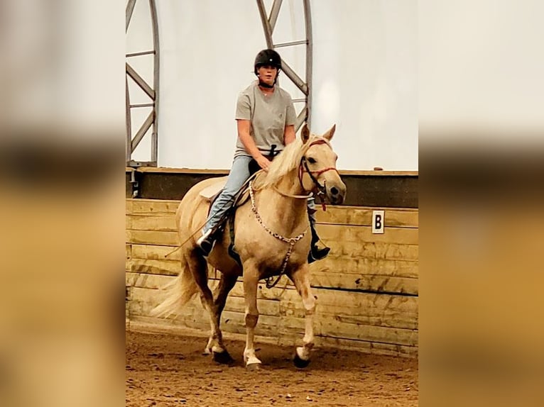 Curly Horse Merrie 15 Jaar 152 cm Palomino in Frankford, ON