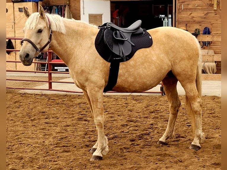 Curly Horse Merrie 15 Jaar 152 cm Palomino in Frankford, ON