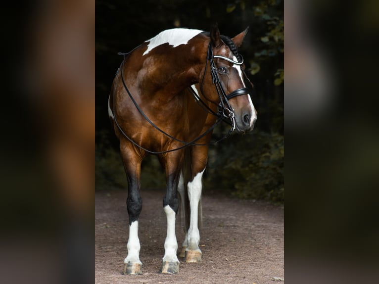 Curly Horse Merrie 18 Jaar 162 cm Gevlekt-paard in Schmelz