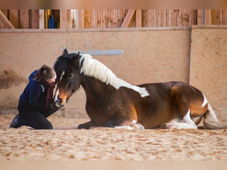 Curly Horse Merrie 18 Jaar 162 cm Gevlekt-paard in Schmelz