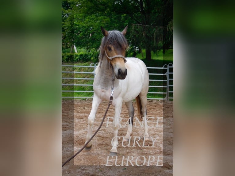 Curly Horse Merrie 1 Jaar 130 cm Roan-Blue in france