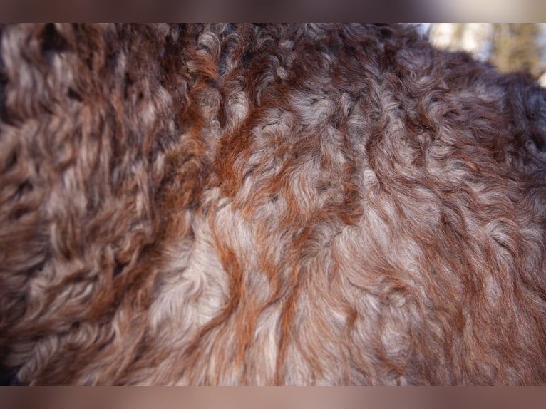 Curly Horse Merrie 1 Jaar 130 cm Roan-Red in BOURG BUCHE