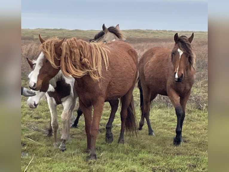 Curly Horse Merrie 1 Jaar 150 cm Overo-alle-kleuren in Sk&#xE6;rb&#xE6;k