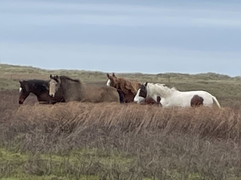 Curly Horse Merrie 1 Jaar 150 cm Overo-alle-kleuren in Sk&#xE6;rb&#xE6;k