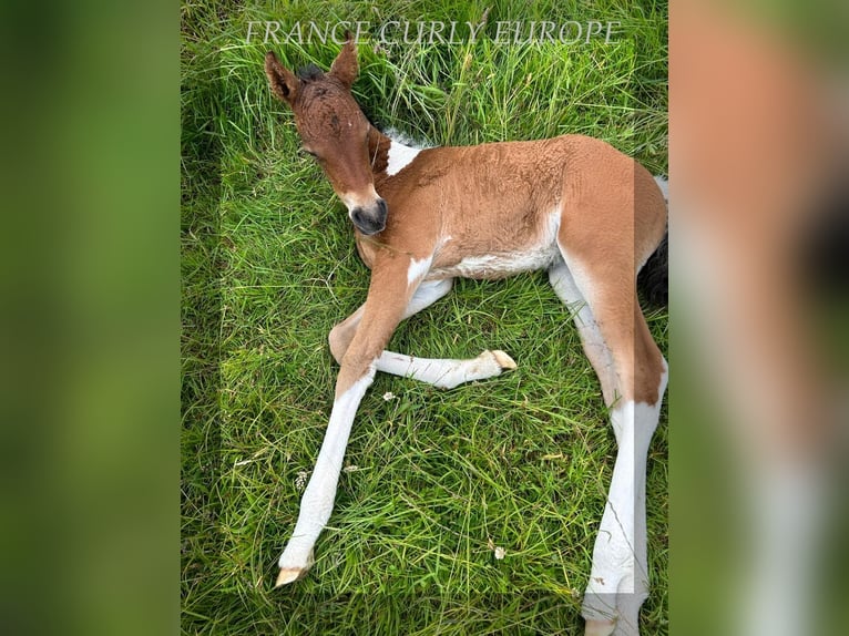 Curly Horse Merrie 1 Jaar 150 cm Roodbruin in Oughterard