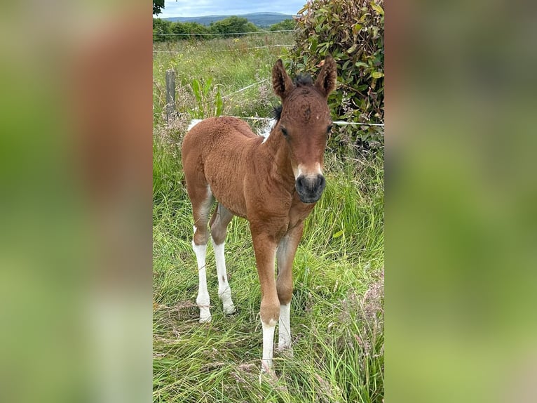 Curly Horse Merrie 1 Jaar 150 cm Roodbruin in Oughterard