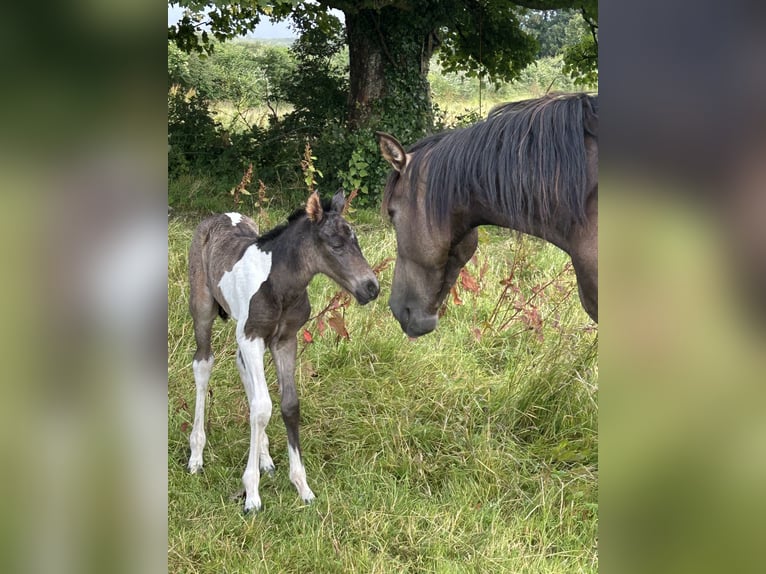 Curly Horse Merrie 1 Jaar 152 cm Tobiano-alle-kleuren in Galway