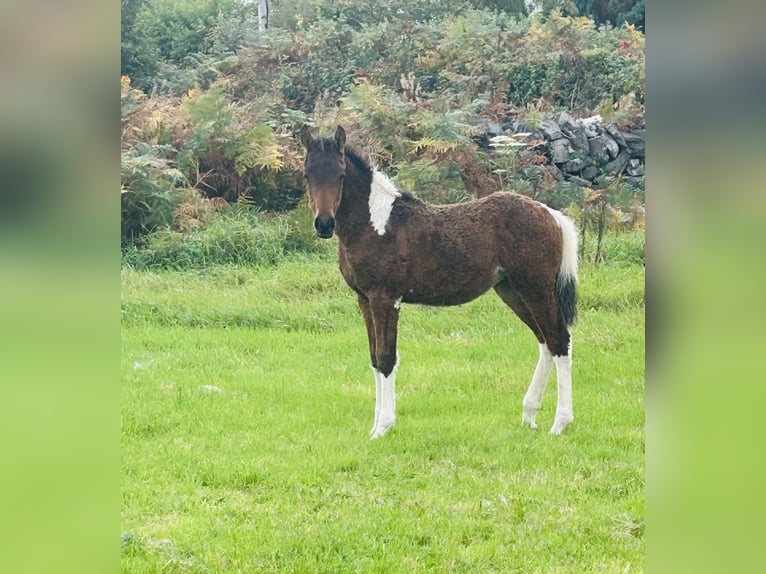 Curly Horse Merrie 1 Jaar 152 cm Tobiano-alle-kleuren in Galway