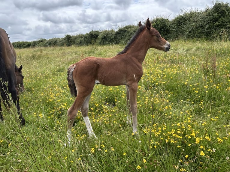 Curly Horse Merrie 1 Jaar 152 cm Tobiano-alle-kleuren in Galway